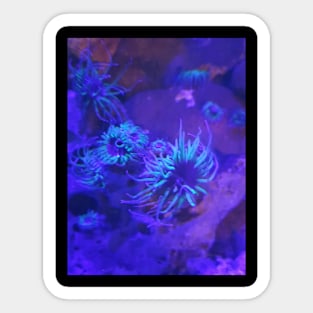 Anemones Sticker